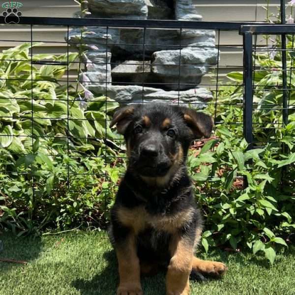 Popeye, German Shepherd Puppy